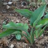 Strelitzia reginae